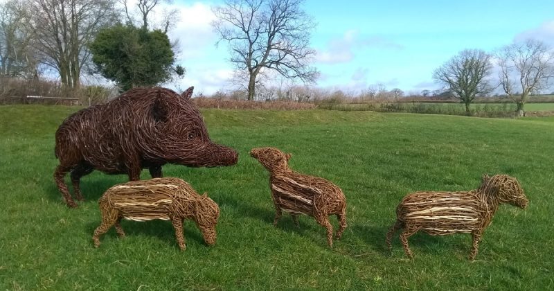Willow boars
