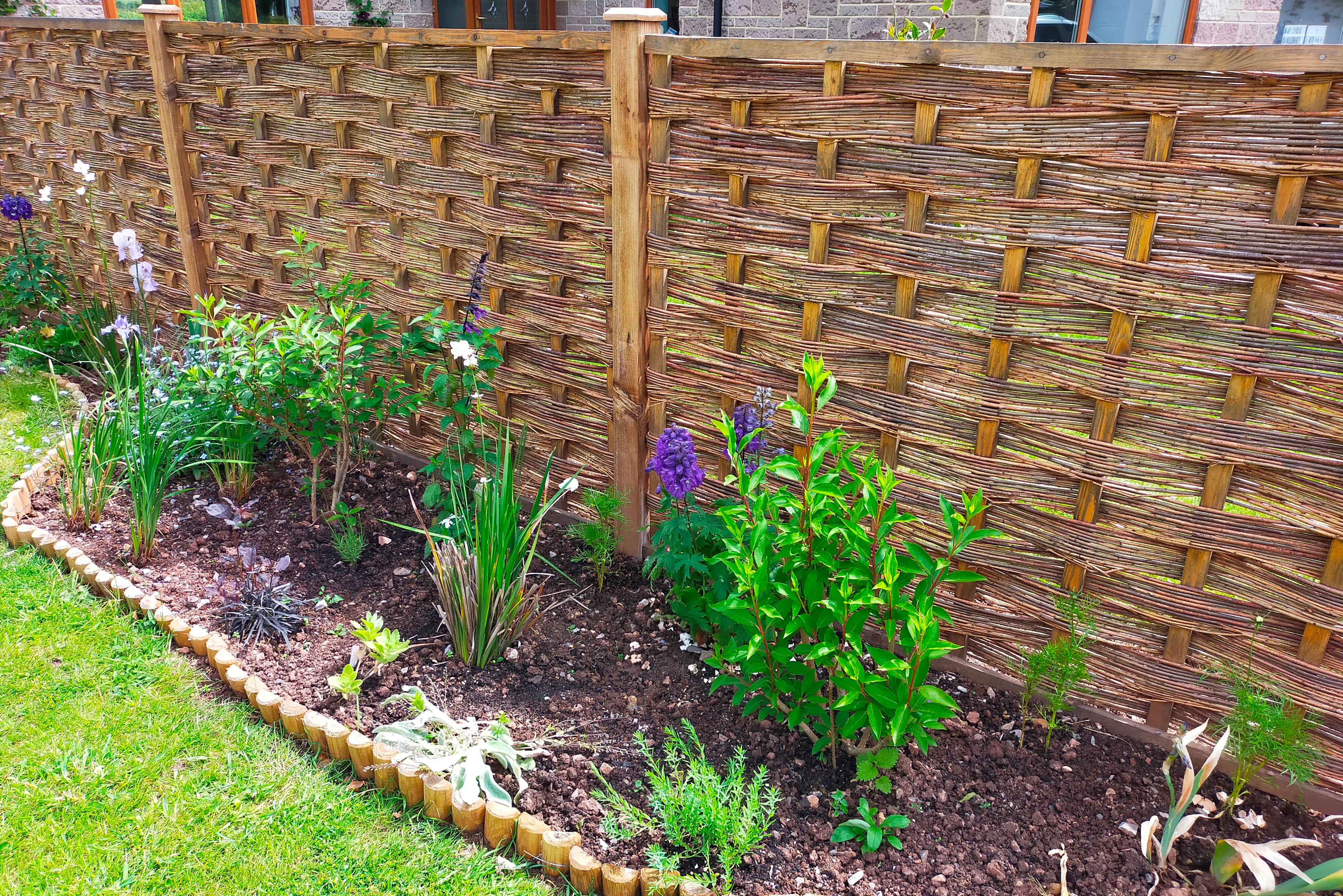 Willow fencing with plants growing alongside—ideal for natural garden design and those searching where to buy willow fencing.