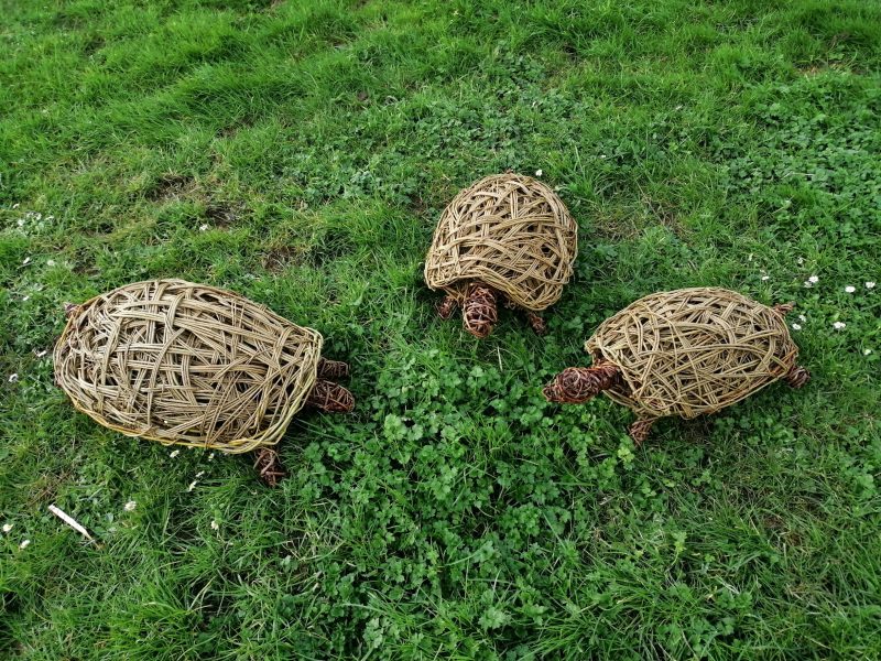 Willow tortoises