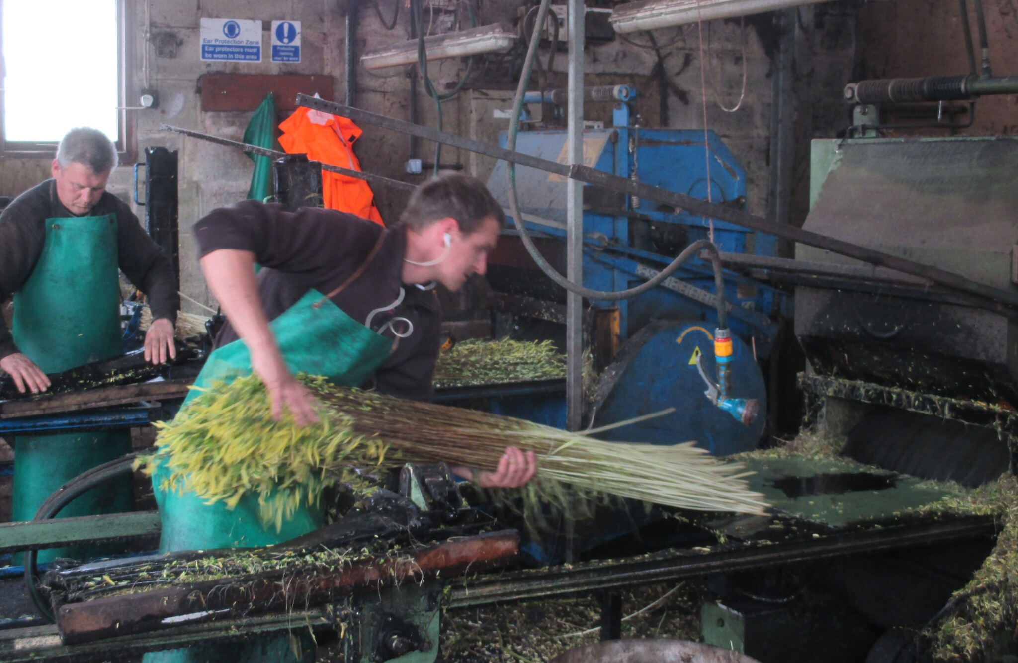 Types of willow A guide to basketry willow Musgrove Willows