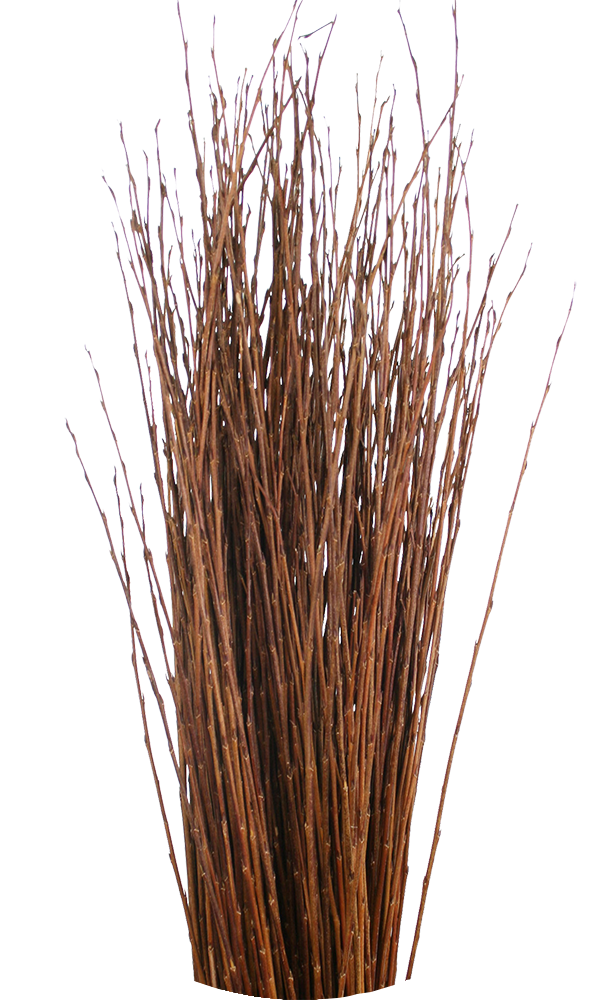Flanders Red willow