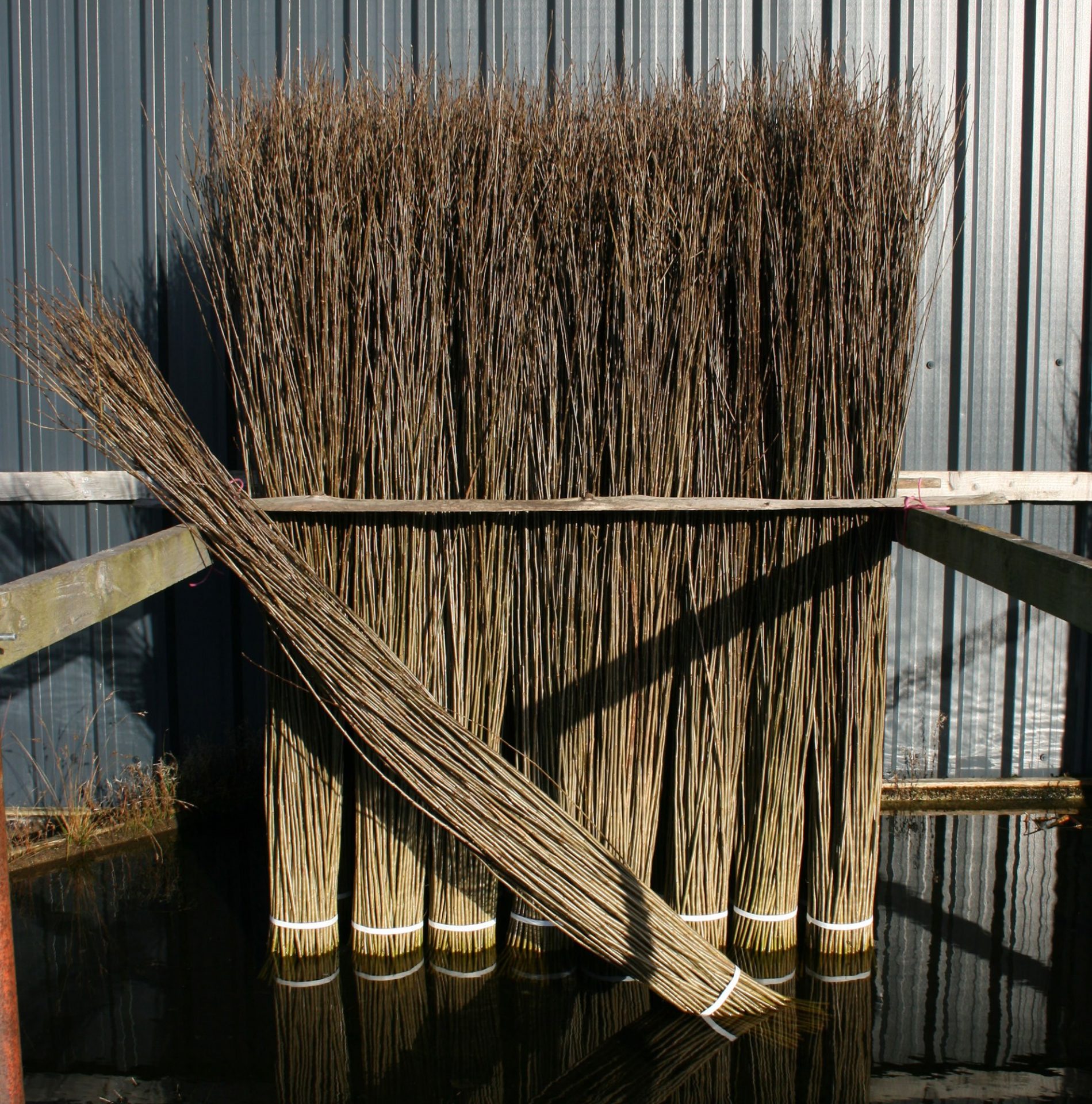 Black Maul willow