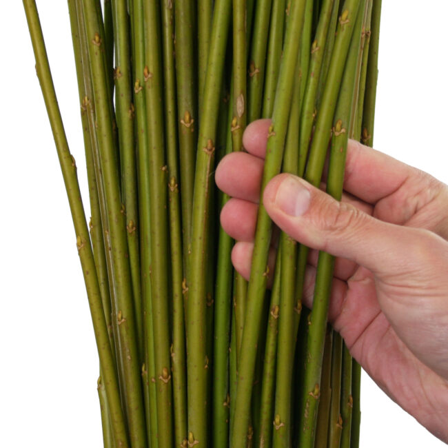 Hybrid 2 Living Willow Musgrove Willows