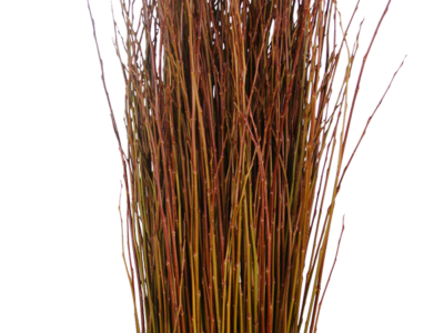 Fresh cut Flanders Red willow