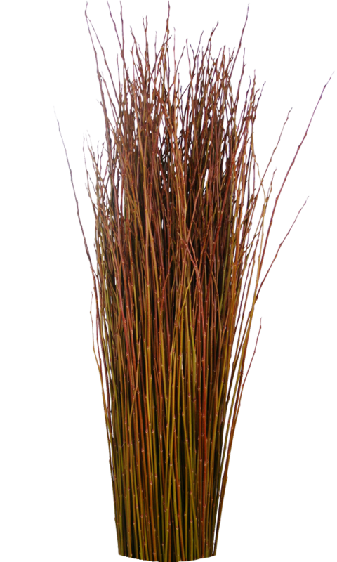 Fresh cut Flanders Red willow
