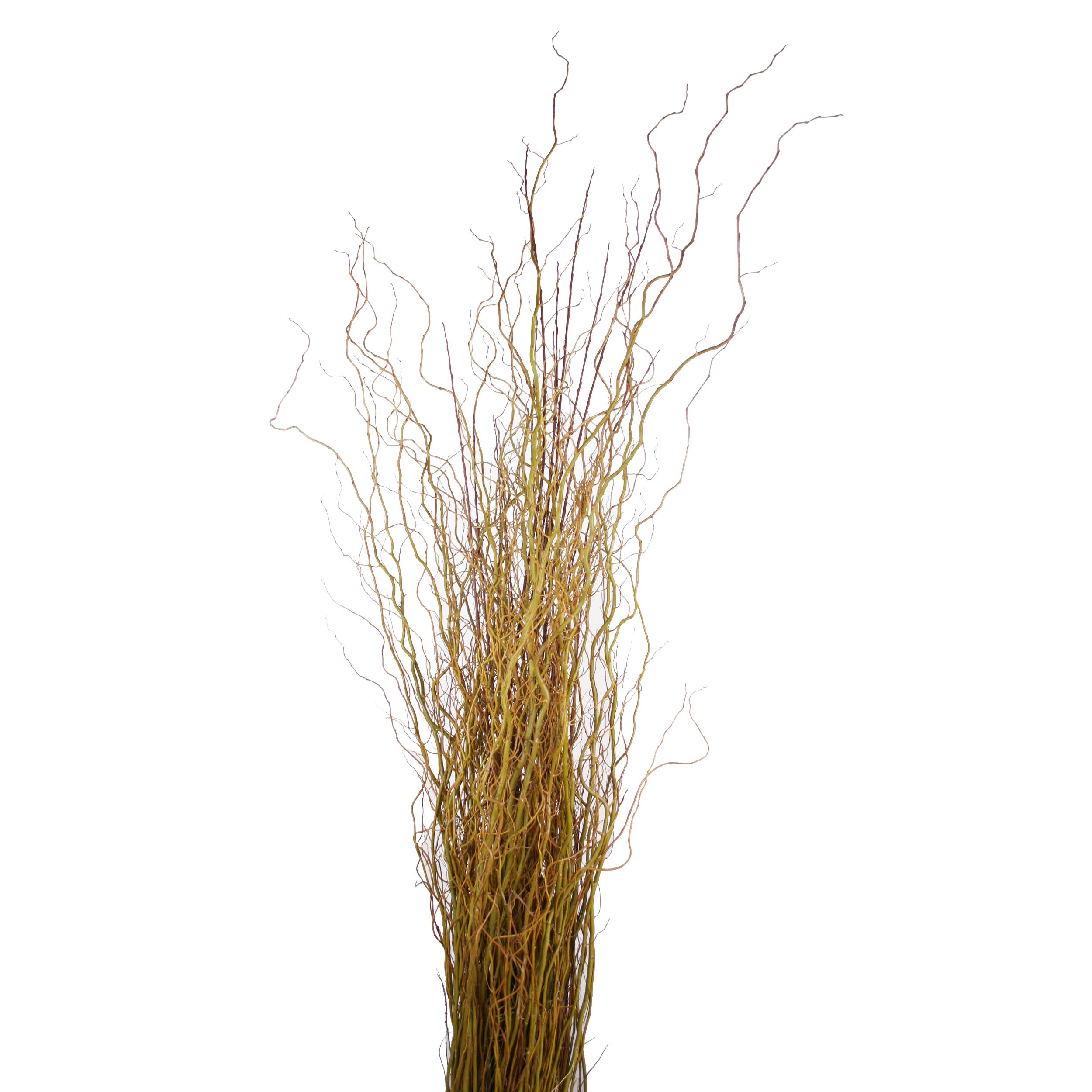 Contorted willow