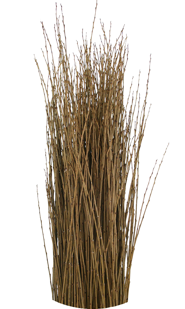 Semi-dry willow