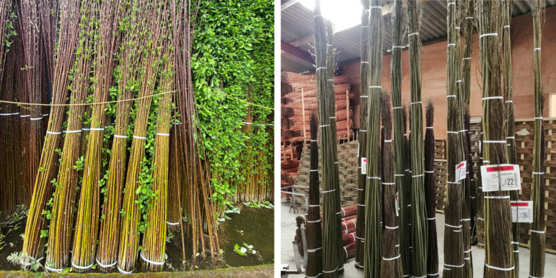 Fedge How to Make a Living Willow Fence (Fedge) – Step-by-Step Guide ...