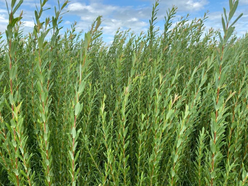 Willow Rice Is there a difference between wicker and willow? - Musgrove Willows