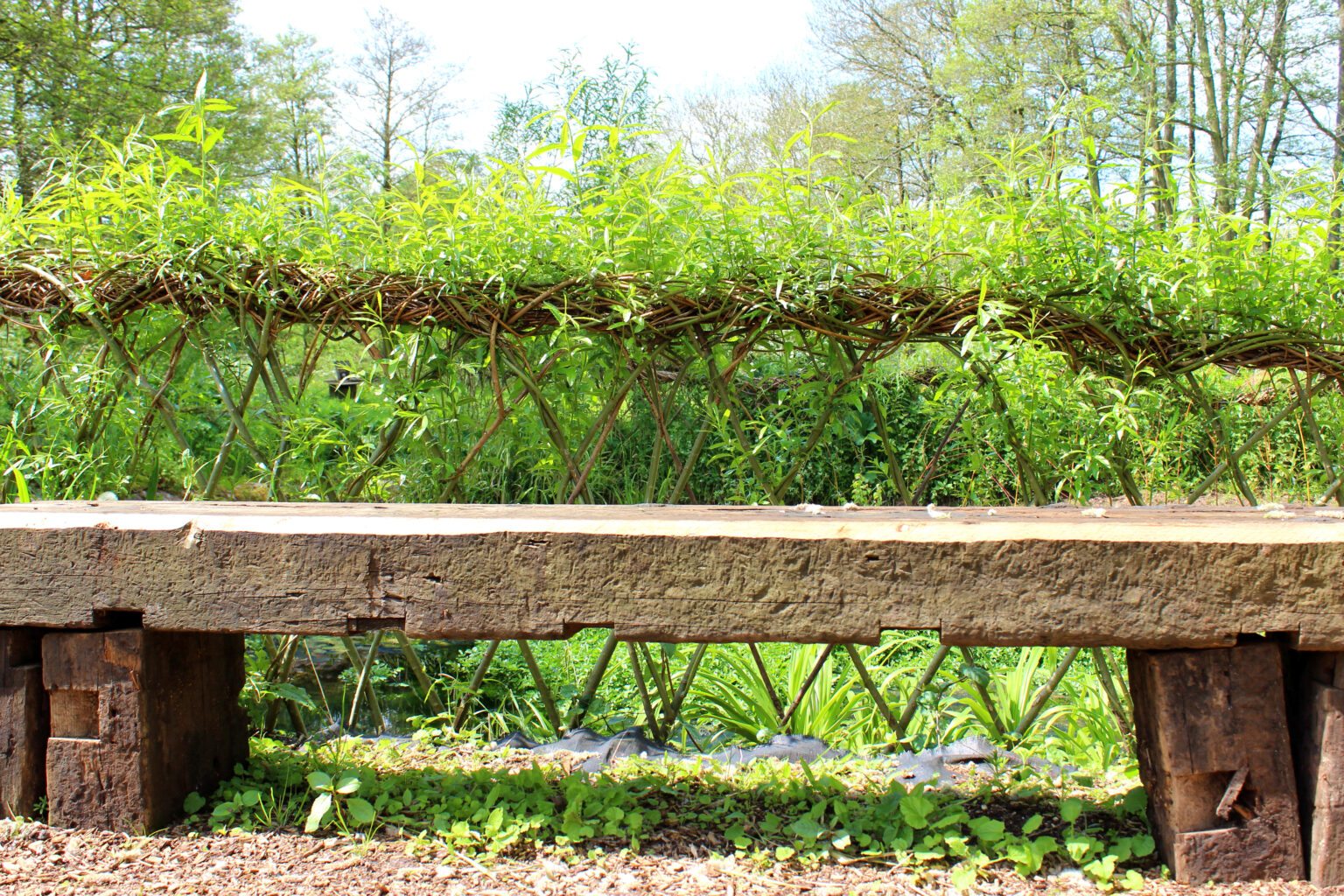 Living Willow Structures – Are they suitable for me? - Musgrove Willows