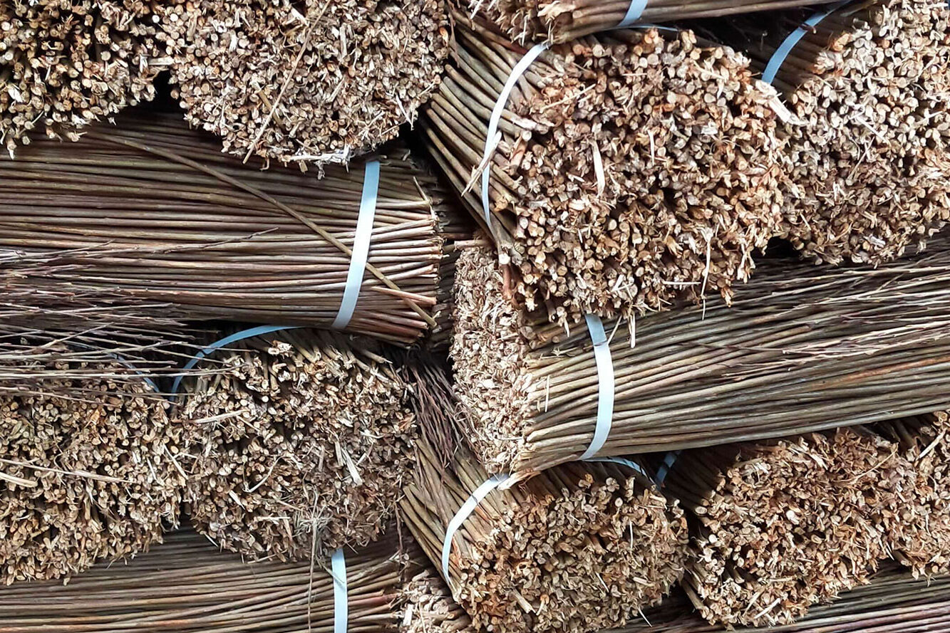 Dry willow for weaving